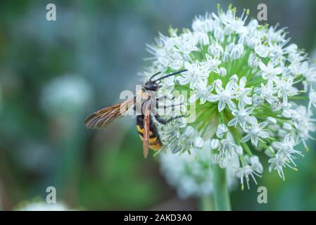 Scola lat. Megascolia maculata lat. Scolia maculata is a species of large wasps from the family of scaly .Megascolia maculata. The mammoth wasp. Scola Stock Photo