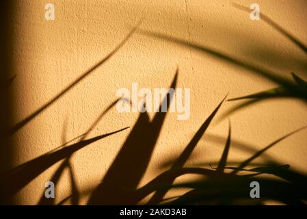 Shadows from the leaves on the wall. Stock Photo