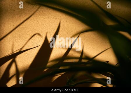Shadows from the leaves on the wall. Stock Photo