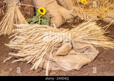 Ears of wheat are lying on the bag, new crop in agriculture, spikelets of wheat lie on a bag of wheat grains. Stock Photo