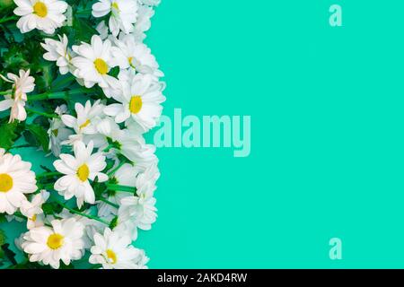 Flowers composition with Chrysanthemum bouquet on green background Stock Photo