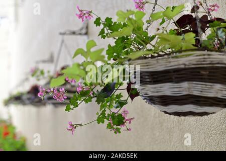 A row of flower baskets hangs on the wall a long above the lower decorative plants, along a horizontal arrangement. Stock Photo