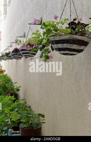 A flower pot hangs on the wall long row over the lower ornamental plants on the terrace, along the vertical. Stock Photo