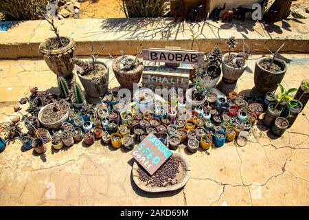 Goree island, Senegal- April 22 2019: Seeds, seedlings and small baobab trees in pots and plastic bottles. They are the seeds of a large and holy tree Stock Photo