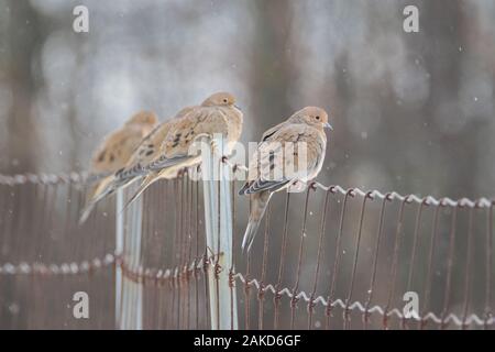 Mourning Doves perched on wire fence under light snow Stock Photo