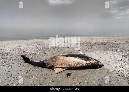 Dead dolphin on sandy beach Stock Photo