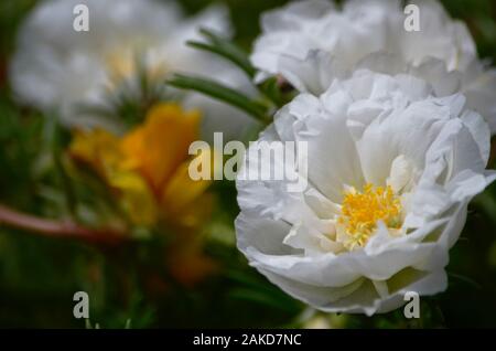 Decorative plant with colorful flowers creeping on the ground, filmed largely highlighted white flower. Stock Photo