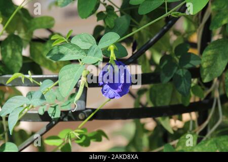 Close up of a flower on a Butterfly Pea plant growing on a black circular trellis