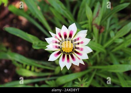 Close up of a single African Daisy, Gazania rigens, with white and purple petals and yellow pistils and stamens, using a bokeh effect Stock Photo