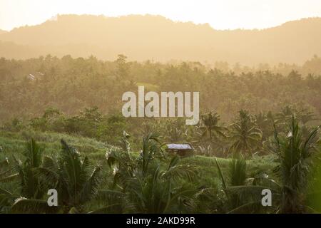 Sunset glow over mountain palm forest Stock Photo
