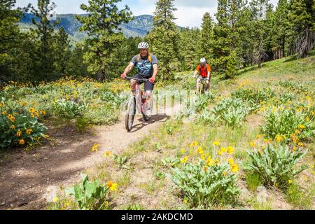 Two middle aged men out riding mountain bikes on Buck Mountain outside of Winthrop, Washington, USA. Stock Photo