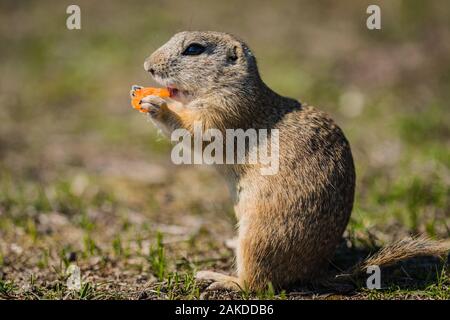 Close up image of a hungry brown european ground squirrel sitting on green grass holding a piece of orange carrot. Sunny spring day. Blurry background. Stock Photo