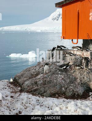 Gentoo penguins (Pygoscelis papua) gathered in the shelter of one of the buildings. Estación Científica Almirante Brown - Almirante Brown Station - An Stock Photo