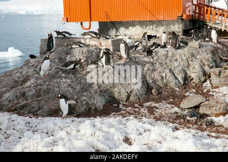 Gentoo penguins (Pygoscelis papua) gathered in the shelter of one of the buildings. Estación Científica Almirante Brown - Almirante Brown Station - An Stock Photo
