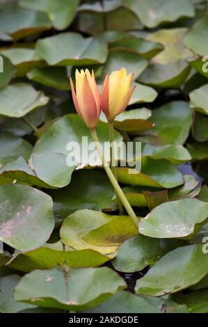 Two orange flowers of tall-stemmed waterlily emerge from a pond with the leaves of the plant in the background Stock Photo