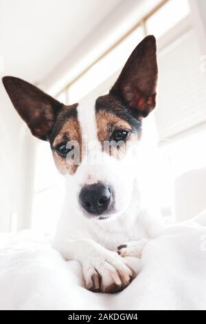Dog portrait with large bright window in background Stock Photo