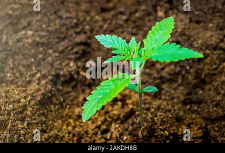 Young Cannabis plant seedling on Coco coir soil close up Stock Photo