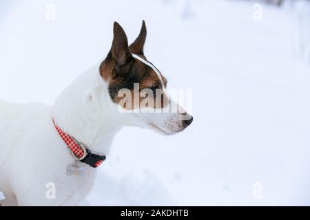 Side portrait of a Jack Russell Terrier dog outdoors in the snow Stock Photo