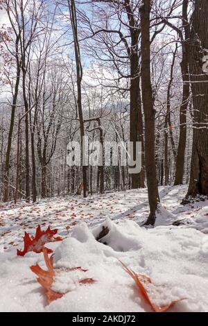 oak leaves partially covered by snow Stock Photo