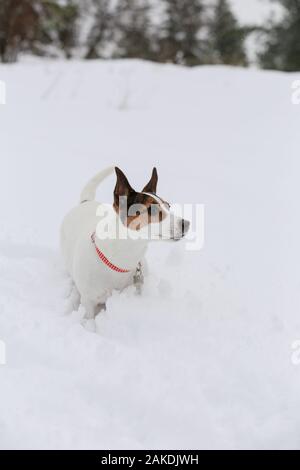 Young Jack Russell Terrier dog standing in deep snow with forest blurred in the background Stock Photo
