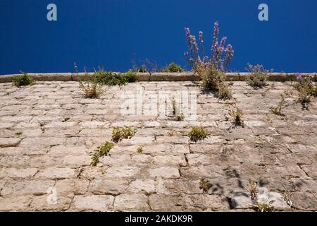 Hardy perennial plants growing through the cracks and crevices in an old stone wall in late summer. Stock Photo