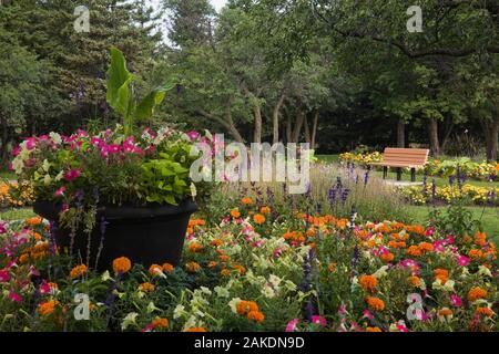 Black planter with purple, white Petunias, Canna - Indian Shot, orange Tagetes - Marigold flowers in border, Centre de la Nature, Laval, Quebec. Stock Photo