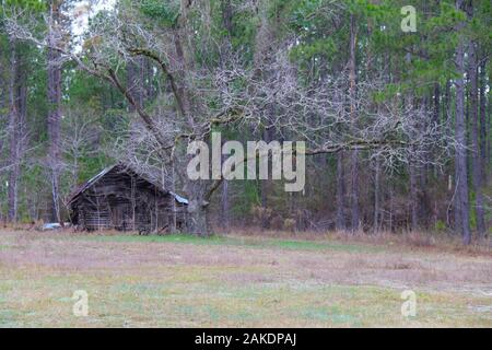 abandoned swamp building old run down shed outhouse woods forest Stock Photo