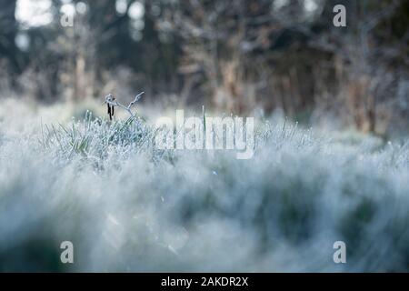 Frosty grass spikelets on frosty spring morning - shallow depth of field Stock Photo