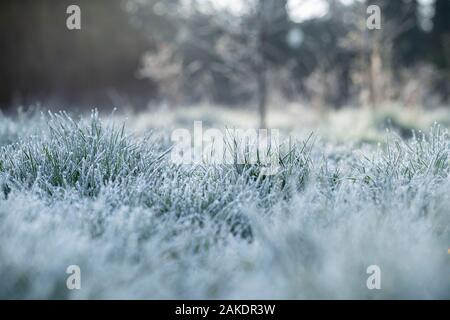 Frosty grass spikelets on frosty spring morning - shallow depth of field Stock Photo