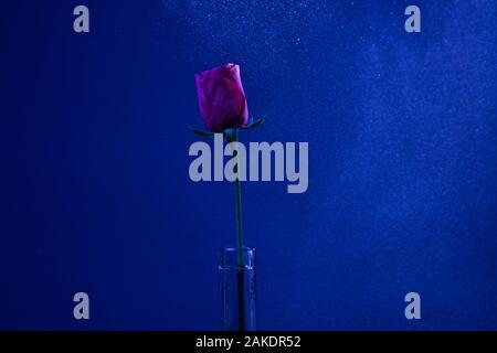Single pink rose in bottle vase on dark blue background Stock Photo