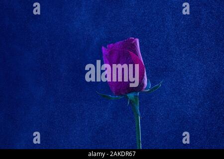 Single pink rose on dark blue sprakly background Stock Photo