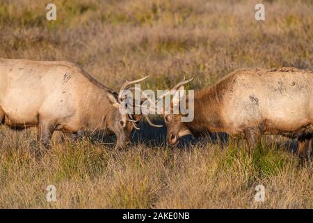 Young Bull Elk sparring during the annual rut in the Rocky Mountains Stock Photo