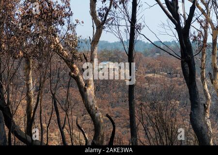 A house that survived amongst gum trees burnt in the bushfires in The Blue Mountains in Australia Stock Photo