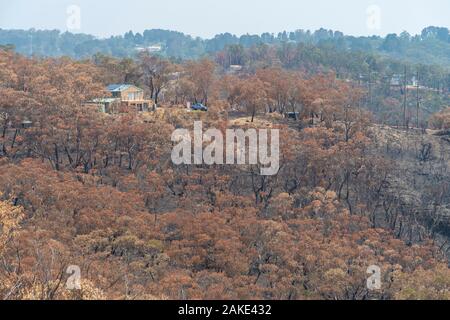A house that survived amongst gum trees burnt in the bushfires in The Blue Mountains in Australia Stock Photo