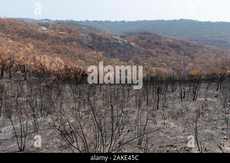 A house that survived amongst gum trees burnt in the bushfires in The Blue Mountains in Australia Stock Photo