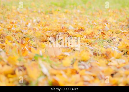 Many fallen maple leaves lie on grass, late autumn season. Dry brown and lush yellow sheets mixed with small birch leaves. Stock Photo
