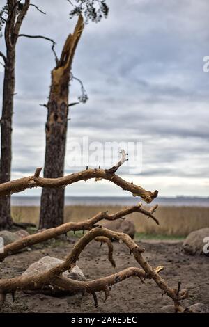 Tornado storm damage causes a large mature maple to be broken and fell on the ground. Stock Photo