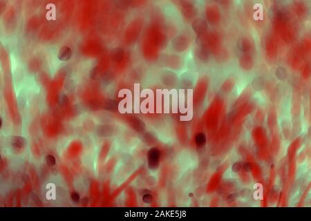 many blured bacteria close up under the microscope. Abstract Stock Photo