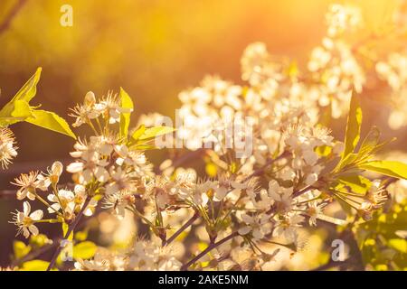 Abstract spring seasonal background with white flowers, natural easter floral image with copy space. Stock Photo