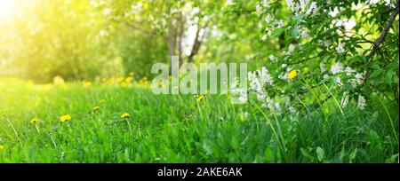 Field with dandelions. Closeup of yellow spring flowers Stock Photo