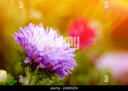 Colorful chrysanthemum flower macro shot. Chrysanthemum yellow, red, purple color flower background Stock Photo