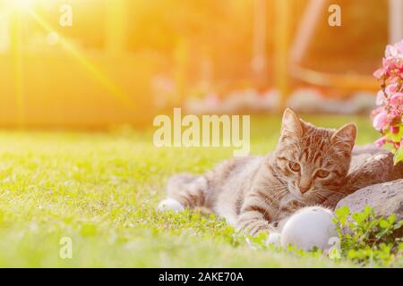 Gray Cat Playing With White Ball On Grass. Small Kitten Playing With Ball In The Garden. Stock Photo