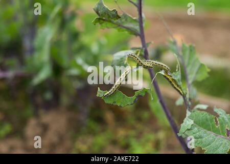 The Caterpillar Larvae Of The Cabbage White Butterfly Eating The Leaves Of A Cabbage. Macro View Of One Caterpillar Eating Green Leaf In The Garden Stock Photo
