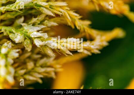 a macro shot of morning dew collected on a plant leaf in Marbella, Spain Stock Photo