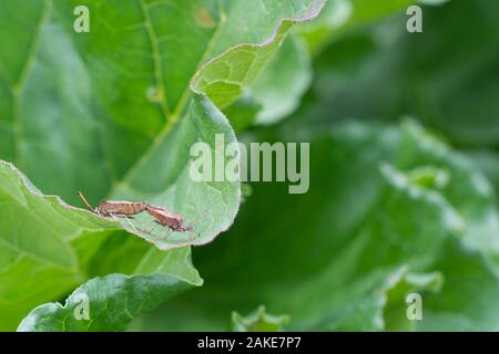 Two chinch bug multiply, sitting on the branch of hell Stock Photo
