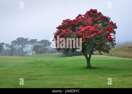 The Pohutukawa tree which is also called the New Zealand Christmas tree is in full bloom in summer Stock Photo