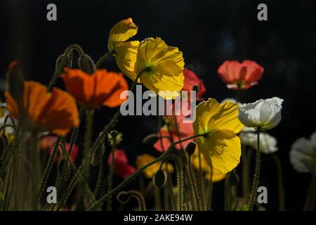 Beautiful Poppies in Blossom Stock Photo