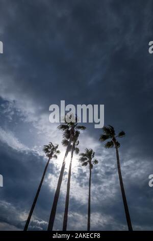 various palm trees against dramatic cloud sky during rainy, stormy weather Stock Photo