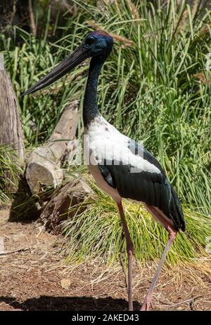 Large and tall black necked stork or Jabiru seen in Perth Zoo, Western Australia, early January 2020. Stock Photo