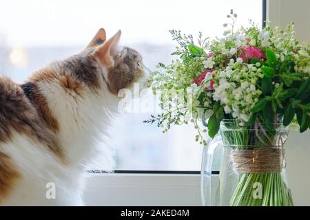Adult tricolor domestic cat sitting on windowsill with bouquet of spring flowers Stock Photo